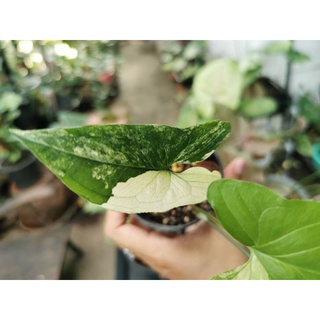 Syngonium white albo เงินไหลมาด่างขาว​ ต้นเงินไหลมา​ ต้นไม้ใบด่าง