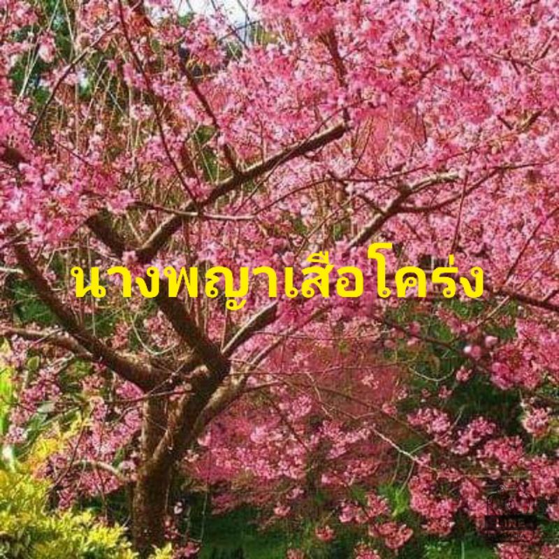 เมล็ดพันธุ์ต้นนางพญาเสือโคร่ง-เมล็ดพันธุ์ต้นซากุระเมืองไทย-ชุดล่ะ-50-เม็ด