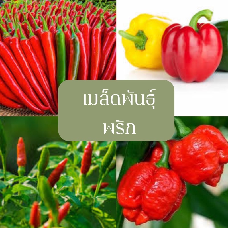 เมล็ดพันธุ์พริก-ขั้นต่ำโปรดสั่ง30บาทขึ้นไปไม่รวมค่าขนส่งคละพันธุ์ภายในร้านได้