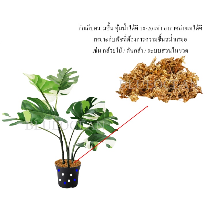 พร้อมส่ง-เกรด-สูงสแฟกนั่มมอส-6-12l-sphagnum-moss-a-วัสดุปลูก-เพาะต้นกล้า-วัสดุปลูกเก็บความชุ่มชื้นให้กับต้นไม้