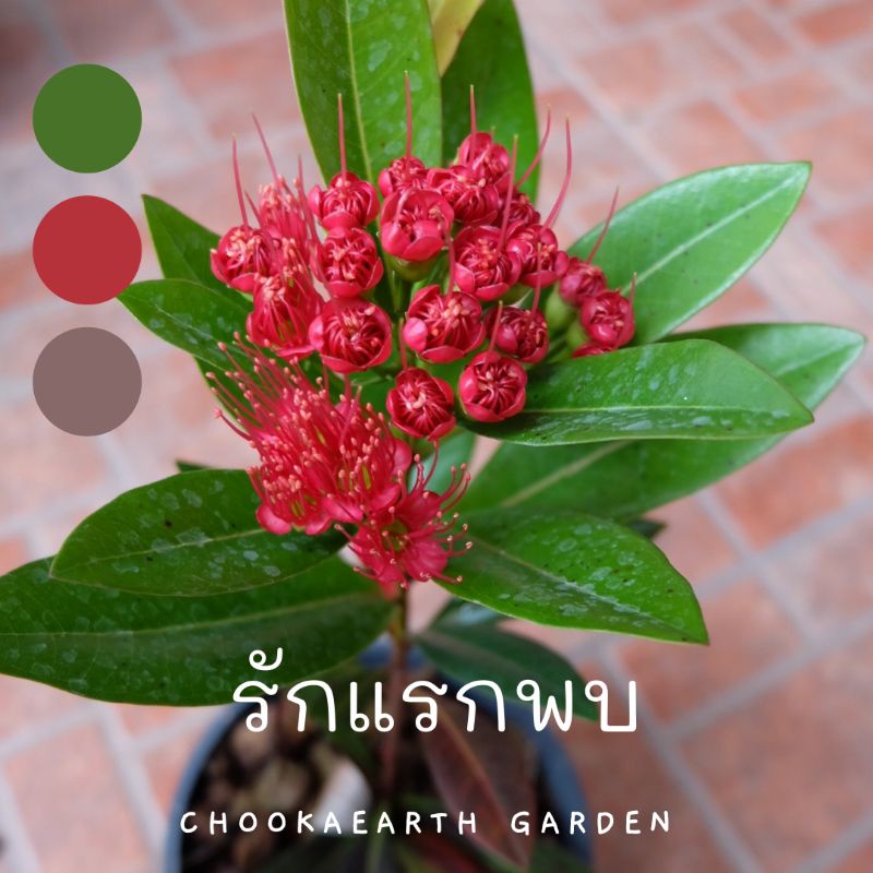 รักแรกพบ-ติดดอกแล้ว-บางต้นดอกโรยตามธรรมชาติ-ส่งทั้งกระถาง-6-8-นิ้ว-ต้นเดียวก็ส่งค่ะ