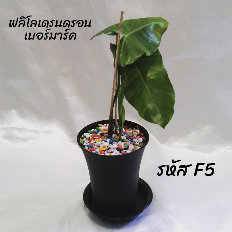 ฟลิโลเดรนดรอน-เบอร์มาร์ค-มรกตเขียว-ราคาถูก