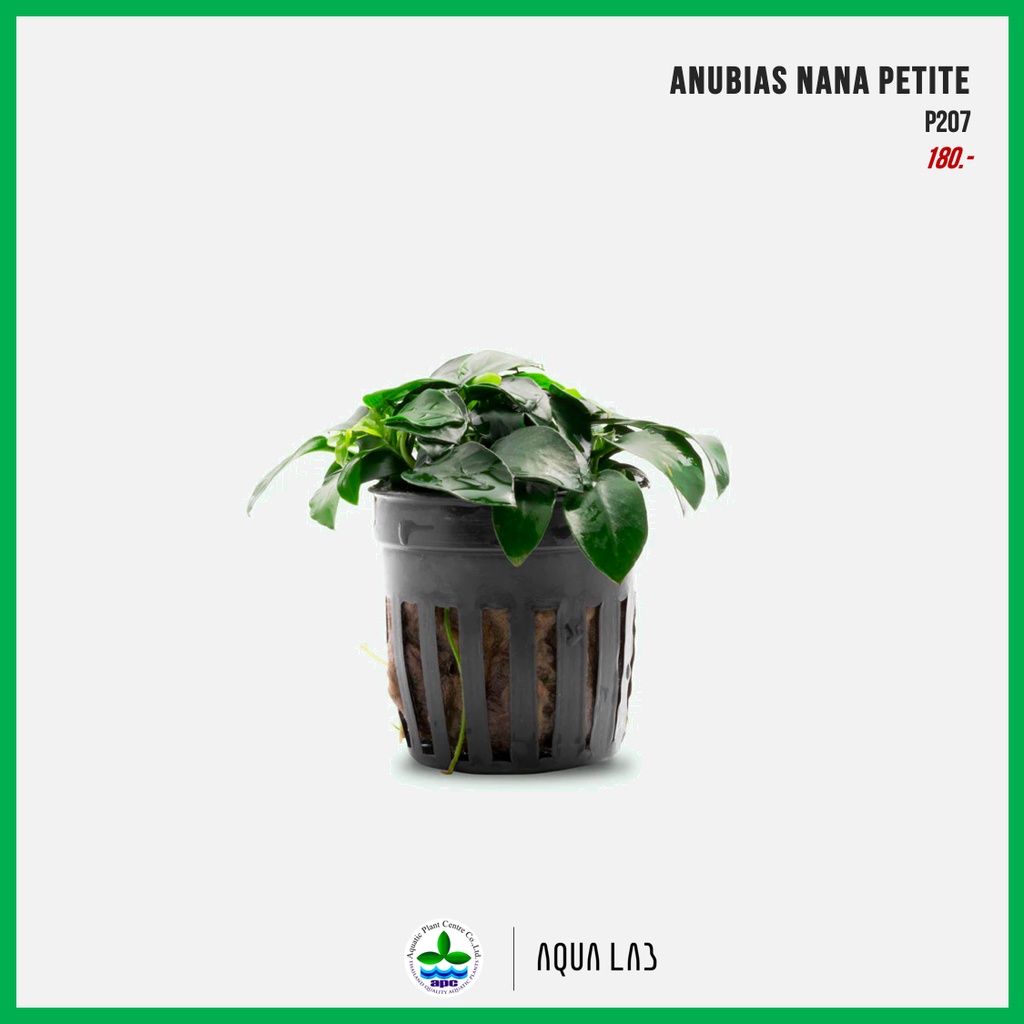 apc-anubias-nana-petite-อนูเบียสแคระ-ไม้น้ำ-aquatic-plants