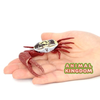 Animal Kingdom - โมเดลสัตว์ ปูลม ปูก้ามดาบ ขนาด 9.00 CM (จากสงขลา)