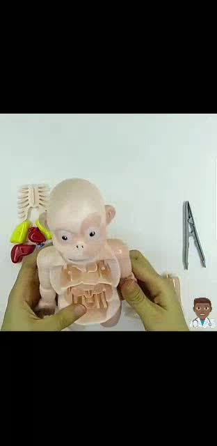 พร้อมส่งจากไทย-โมเดลอวัยวะร่างกายมนุษย์-3d-human-body-model-anatomy-ออกแบบสมจริงเหมาะแก่การเรียนรู้-w603