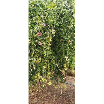 ต้นพันธุ์มะขามเทศสีชมพู-ดกฝักใหญ่-หวานมัน-โตไว-ปลูก8-12เดือนติดฝัก