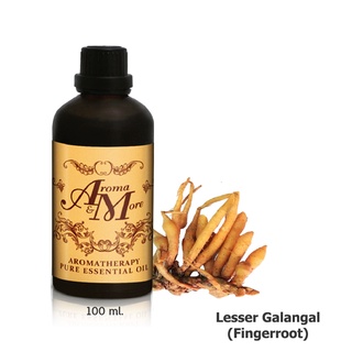 Aroma&amp;More Lesser Galangal (Fingerroot) Essential Oil น้ำมันหอมระเหยกระชาย 100%,(Fresh) THAI 100ML