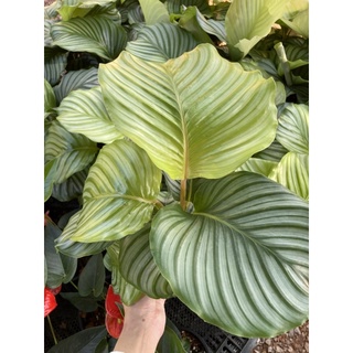 #คล้าใบตอง #CalatheaOrbifolia