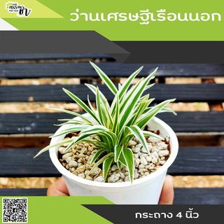 ว่านเศรษฐีเรือนนอก ( Chlorophytum comosum ) กระถาง 4 นิ้ว