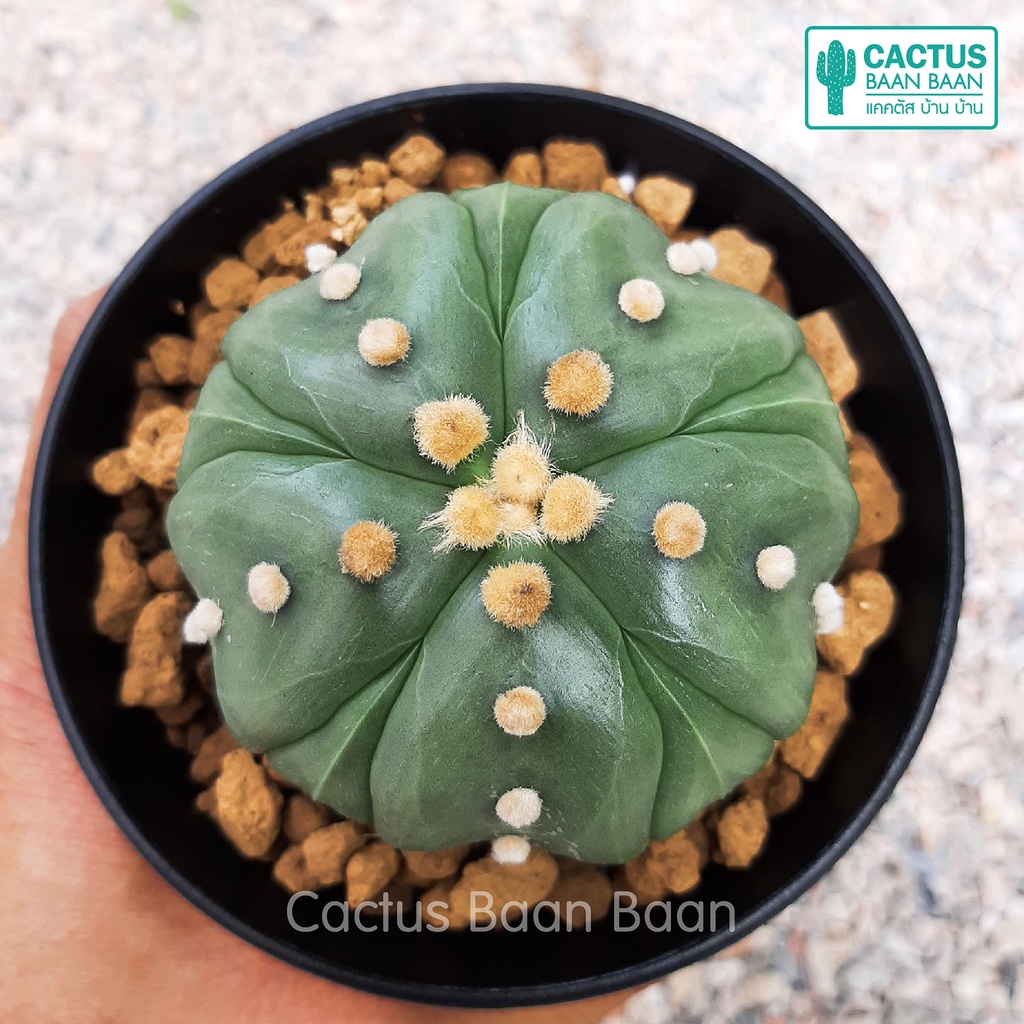 เมล็ดแคคตัส-แอสโตร-5-พูแทรก-ชุดล่ะ-20-เมล็ด-astrophytum-5-พูแทรก