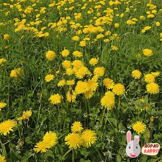 เมล็ดพันธุ์แดนดิไลออน 50เมล็ด Dandelion Seeds เมล็ดพันธุ์แท้นำเข้าจากต่างประเทศ50 เมล็ด (ไม่ใช่พืช)