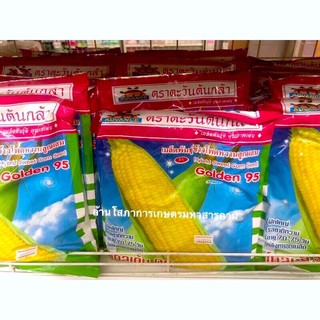 ขายส่ง231฿ ข้าวโพดหวาน โกลเด้นสวีท95 ขนาด500กรัม. ตะวันต้นกล้า หวานสวิท 500g เหนียว บิ๊กบอม 1000g ข้าวโพดเหนียวหวาน