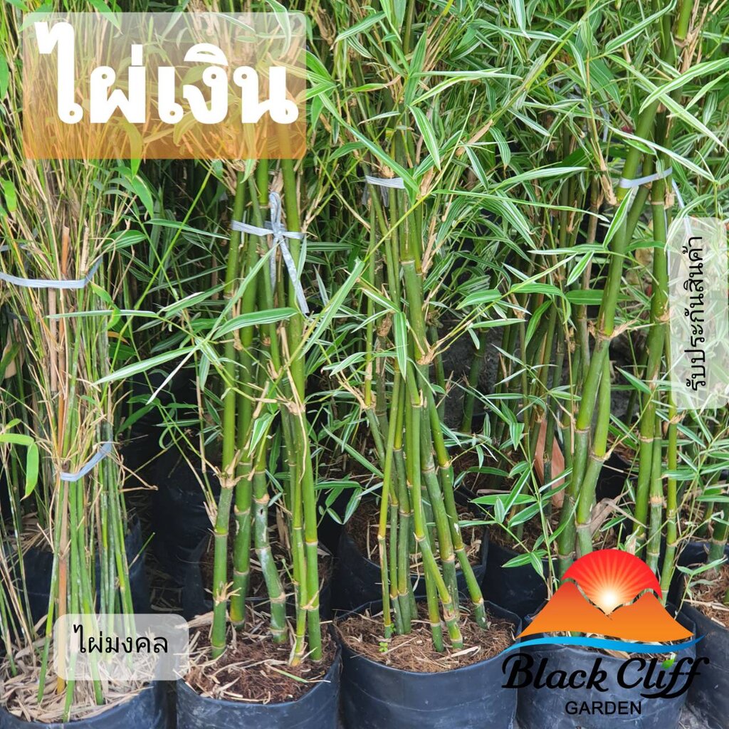 ไผ่ศรีสุขทอง-ไผ่มงคล-bamboo-blackcliffgarden-ไม้ไผ่-ไม้มงคล-ลำต้นตรง-เป็นร่มเงากันแสงตามธรรมรชาติ