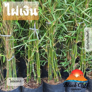 ไผ่เงิน bamboo blackcliffgarden ไม้ไผ่ ไม้มงคล