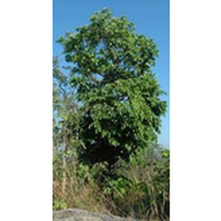 ต้นมะค่า มะค่าโมง มีคุณค่าทางเศรษฐกิจ เนื้อไม้สีสวย ราคาดีค่านิยมสูง  แข็งแรงทนทาน  พร้อมปลูกในถุงดำ 39บาท