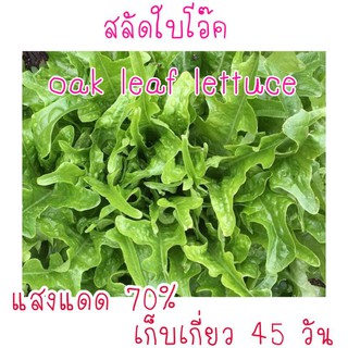 100 เมล็ด สลัดใบโอ๊ค Oak leaf lettuce