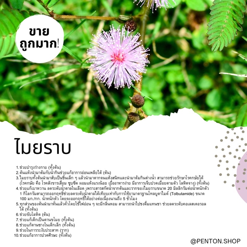 เมล็ดพันธุ์ไมยราบ-2เมล็ด-ขั้นต่ำ-ซื้อภายในร้าน30บาทขึ้นไปค่ะ