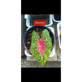 ร่อนทอง บอนสีราชินี แห่งใบไม้(Caladium)