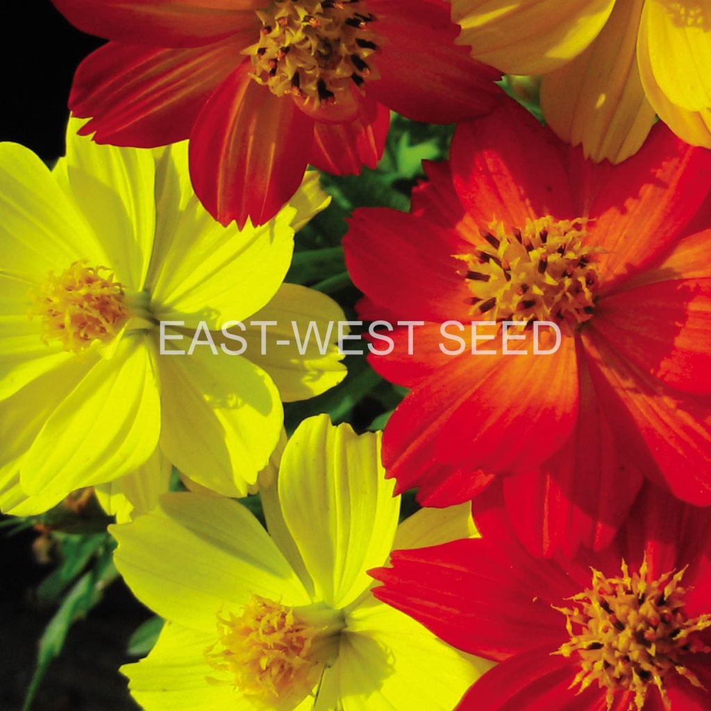 ศรแดง-เมล็ดพันธุ์ดาวกระจาย-คิตดี้-มิกซ์-ต้นเตี้ย-east-west-seed-เมล็ดพันธุ์ดอกไม้-เมล็ดพันธุ์-ผักสวนครัว-ตราศรแดง