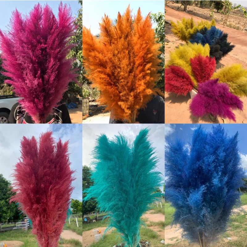 ดอกเลาสีสวยๆ-ราคาต่อ1ก้าน-ดอกหญ้าเลา-ดอกเลาแห้ง-pampas-ดอกเลาย้อมสี