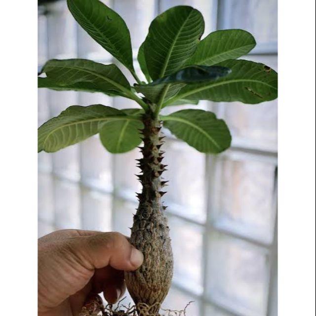 เมล็ด พาชี​โพเดียม​ Pachypodium Baronnii 5 เมล็ด | Shopee Thailand