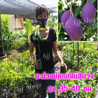 1 ต้น ต้นพันธุ์มะม่วงสายพันธุ์ใหม่ ” มะม่วงน้ำดอกไม้สีม่วง “ ต้นเสียบยอด สูงประมาณ 35-40 ซม.ต้นแข็งแรงพร้อมจัดส่ง