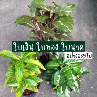 📍ใบเงินทองนาค ใบไม้มงคล พิธีมงคล พิธีสำคัญทางศาสนา เงินทองนาค