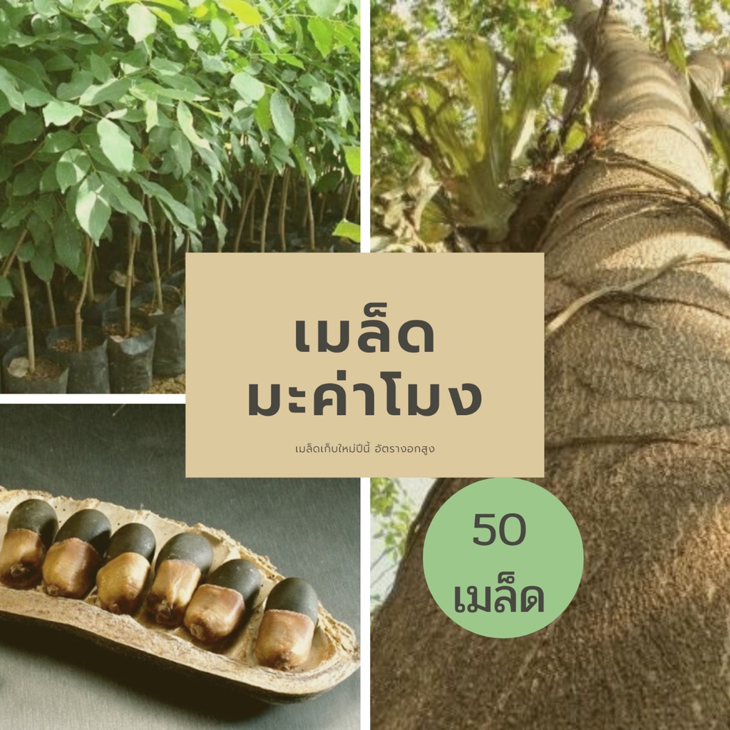 เมล็ดต้นมะค่าโมง-เมล็ดพันธุ์-มะค่าโมง-50-เมล็ด-เก็บใหม่ปีนี้