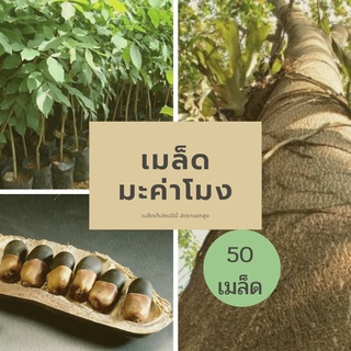 เมล็ดต้นมะค่าโมง เมล็ดพันธุ์ มะค่าโมง 50 เมล็ด เก็บใหม่ปีนี้