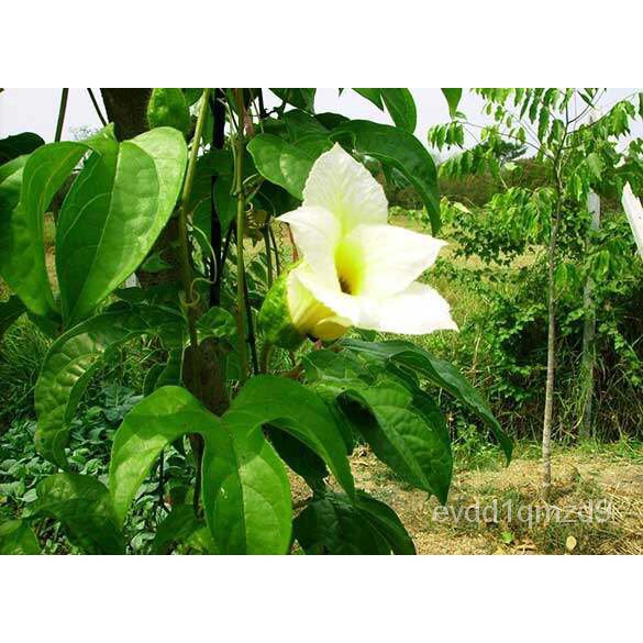 เมล็ดพันธุ์เมล็ดพันธุ์ฟักข้าว-baby-jackfruit-จากบ้านสวนช่วยยับยั้งเซลล์มะเร็งได้-ไม่ตัดต่อพันธุกรรมเก็บเมล็ดปลูกต่อได้ซอ