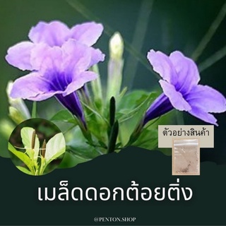 เมล็ดพันธุ์ดอกต้อยติ่ง เมล็ดเปาะแปะ 10 เมล็ด++ 🔺 🔺โปรสั่งสินค้าภายในร้าน30บาทขึ้นไปค่ะ