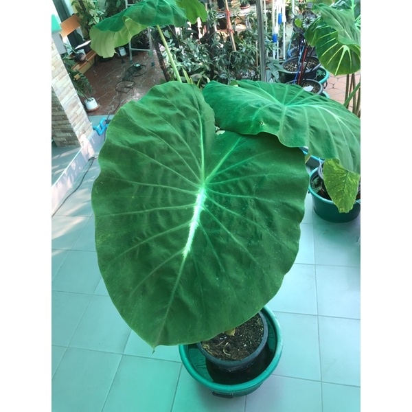 ต้นบอนไวท์ลาวา-ไซส์แม่พันธ์สูง1เมตรมี3ไหลcolocasia-white-lava