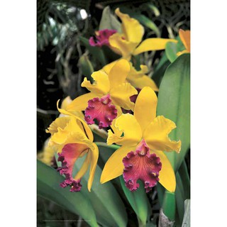 โปสเตอร์ ดอกไม้ ดอกกล้วยไม้ สกุลแคทลียา Orchids POSTER 24”x35” Inch Crimson Cattleya Cattleya labiata