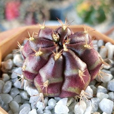 cake-cactus-farm-กระบองเพชร-gymnocalycium-mihanovichii-blueberry-cheese-cake-ยิมโน-บลูเบอรี่ชีสเค้ก