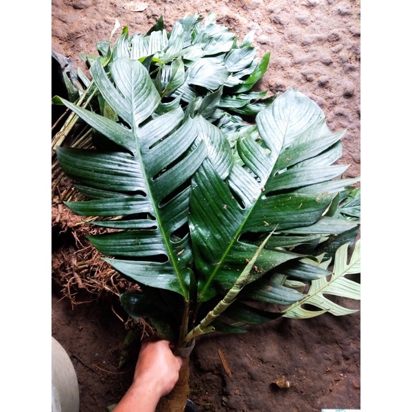 rhapiddi-นาฬิกาข้อมือสีเขียวลายมังกร