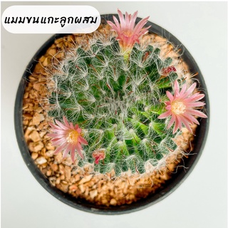 กระบองเพชร  Cactus แมมขนแกะลูกผสม mammillaria bocasana ส่งพร้อมกระถาง