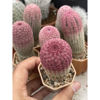 เรนโบว์แคคตัส Echinocereus Rigidissimus ไม้เมล็ด ขนาดอ้วนๆ แคตตัส กระบองเพชร พร้อมจัดส่ง