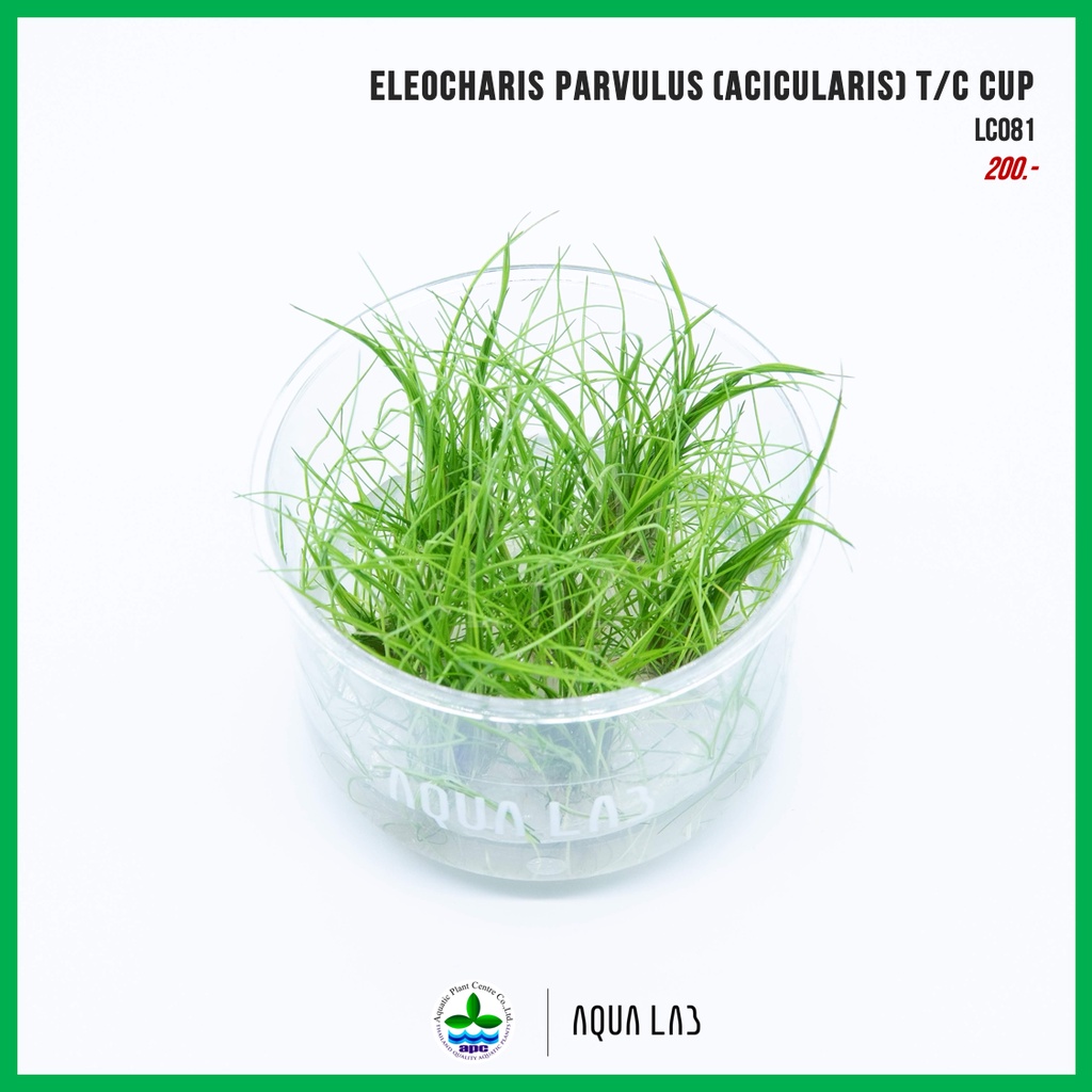 [APC] Eleocharis parvulus (acicularis) T/C CUP (แฮร์กลาส) [ไม้น้ำ ...