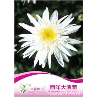 GNC - Fairy Flowers Flower Seeds Shasta Daisy Biji Benih ดอกไม้นางฟ้าตะวันตก大滨菊เมล็ด F035玫瑰/头饰/木瓜/母婴/向日葵/鲜花/裙子/花园/帽子/生菜/