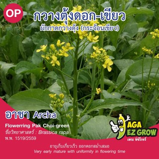 เมล็ดพันธุ์ กวางตุ้งดอกเขียว อาชา บรรจุ 10 กรัม [โปรโมชั่น ซื้อ10ซอง แถมฟรี 1ซอง]