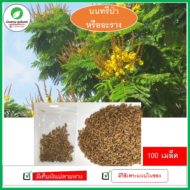 100-เมล็ด-นนทรีป่า-หรืออะราง-เมล็ดไม้ยืนต้น-ไม้เบิกนำ-ไม้โตเร็ว