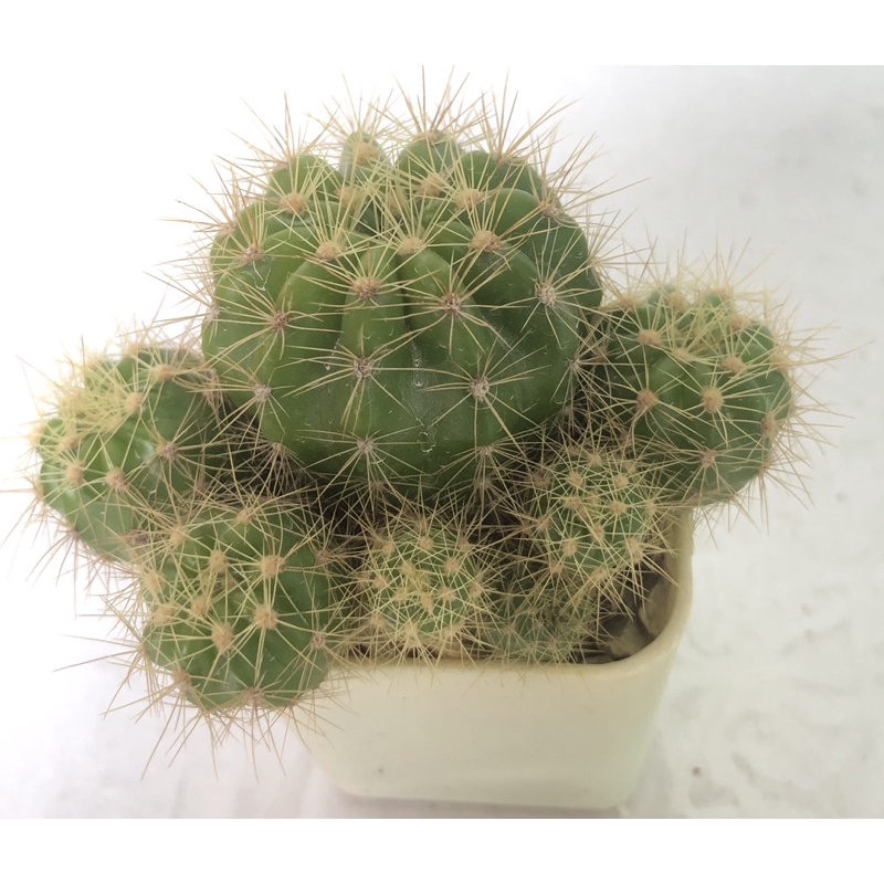 กระบองเพชร-แคคตัส-cactus-ดาวล้อมเดือน