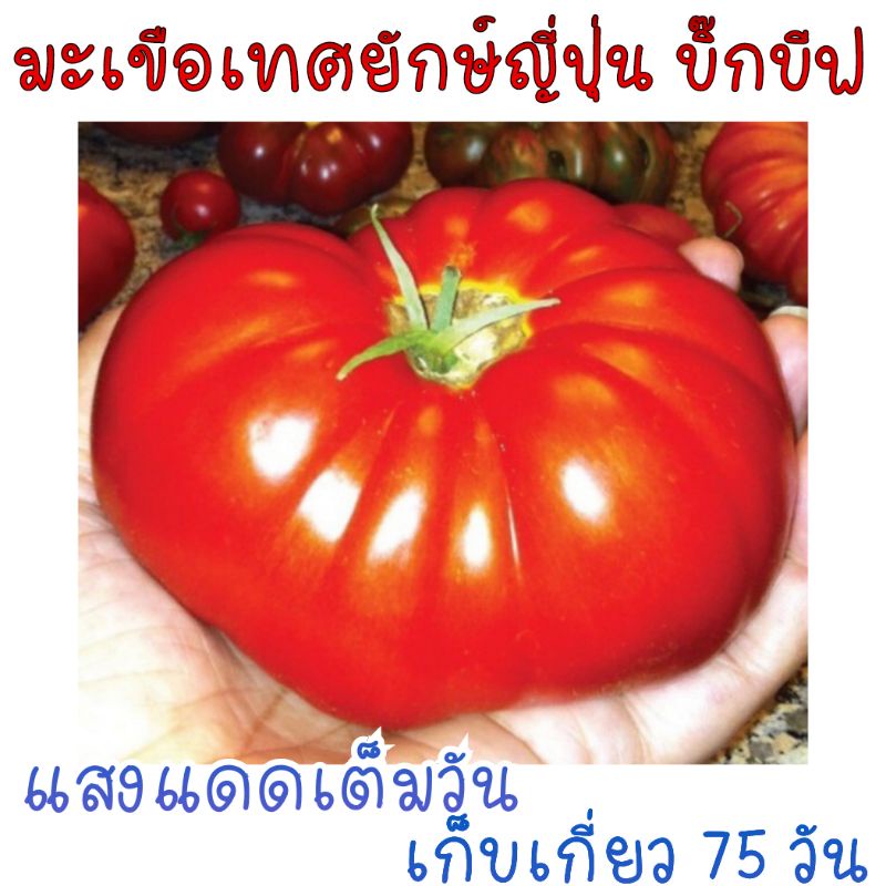 15-เมล็ด-มะเขือเทศยักษ์-สายพันธุ์ญี่ปุ่น-บิ๊กบีฟ-big-beef-tomatoe