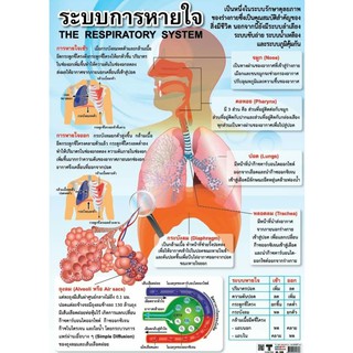 ระบบการหายใจ EQ-239 โปสเตอร์ภาพกระดาษหุ้มพลาสติก