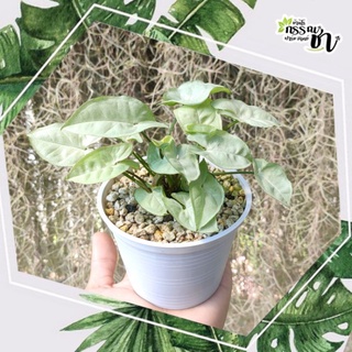 🌿 Syngonium Moon light (ต้นออมเงิน มูนไลท์ ) ต้นไม้มงคลประจำบ้าน🍀 กระถาง 4 นิ้ว