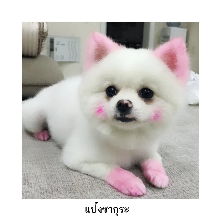 pet-hair-care-น้ำยาย้อมผมสุนัข-ครีมย้อมผมสัตว์เลี้ยง-สีขาว-บิชอง-ตุ๊กตา-สัตว์-ย้อมแมว-ปอมเมอเรเนียน-รอยฉีกขาด-ขนสวย