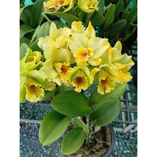 (1กระถาง)(ขาย ต้นพันธุ์) ดอก ต้น แคทลียาเนลแฮมเมอร์ cattleya แคทลียา เนลแฮมเมอร์ กล้วยไม้ fadel