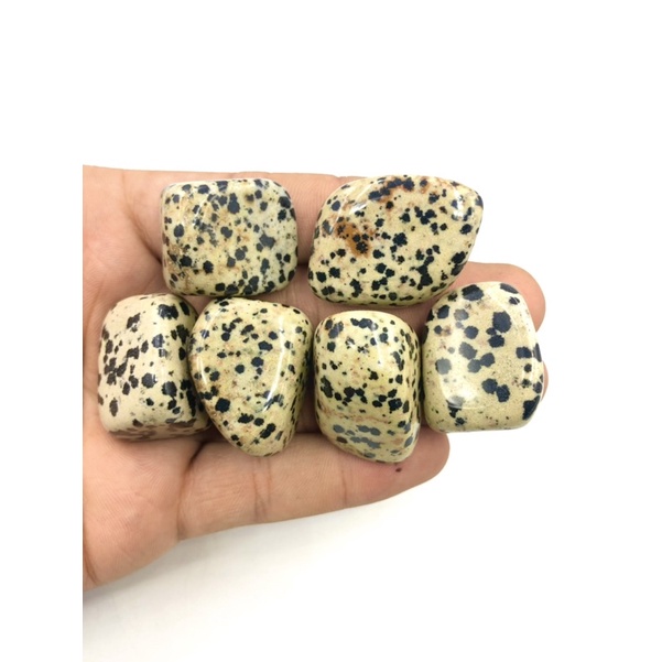 ภาพสินค้า1 pc Natural Dalmatian Jasper 2-3 cm Polished Tumble Stone / Top High Quality Stone / Pocket Stone Healing Chakra. จากร้าน lapisbkk บน Shopee ภาพที่ 3