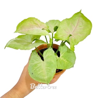 ออมเงิน  กระถาง 4 นิ้ว Syngonium podophyllum Roxana  ต้นไม้ฟอกอากาศ  ต้นไม้ในร่ม ต้นไม้น้ำ ต้นไม้ ไม้มงคล  ออมเงิน