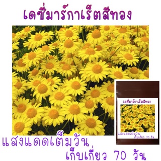 1,000 เมล็ด เดซี่มากาเร็ตสีทอง Golden marguerite Daisy (Anthemis tinctoria)